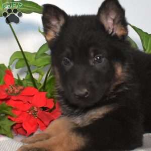 Sky, German Shepherd Puppy