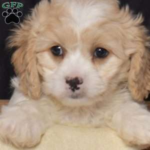 Sky, Cavachon Puppy