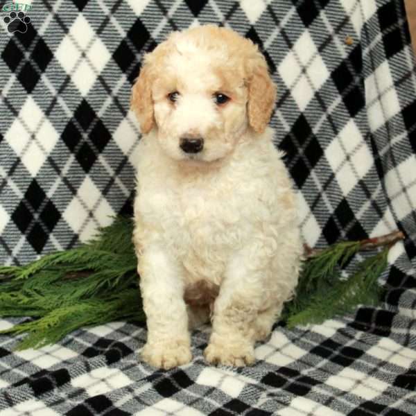 Sky, Goldendoodle Puppy