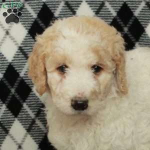 Sky, Goldendoodle Puppy