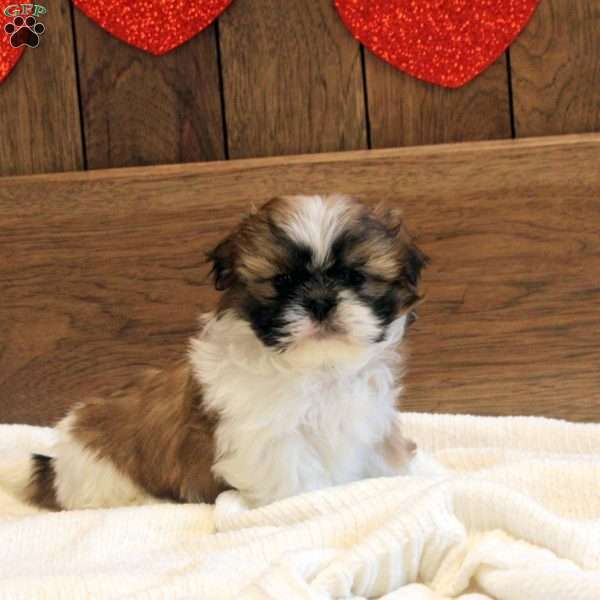 Skye, Shih Tzu Puppy
