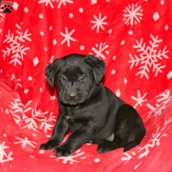 Skye, Black Labrador Retriever Puppy