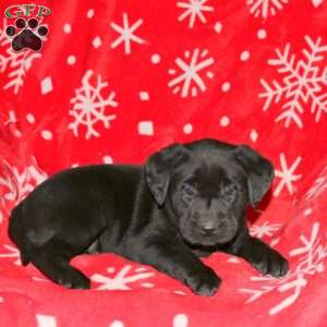 Skye, Black Labrador Retriever Puppy