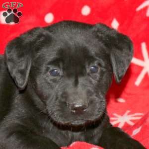 Skye, Black Labrador Retriever Puppy