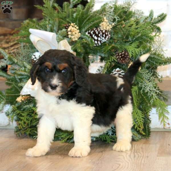 Skye, Bernedoodle Puppy