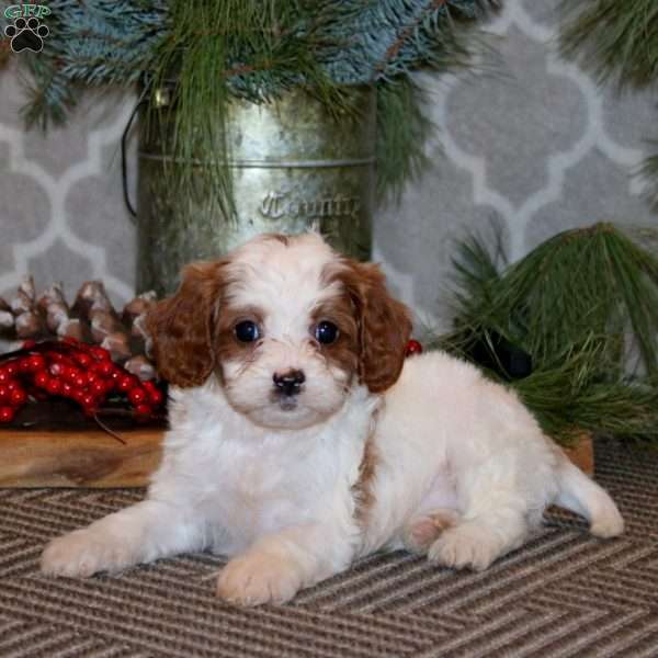 Skye, Cavapoo Puppy