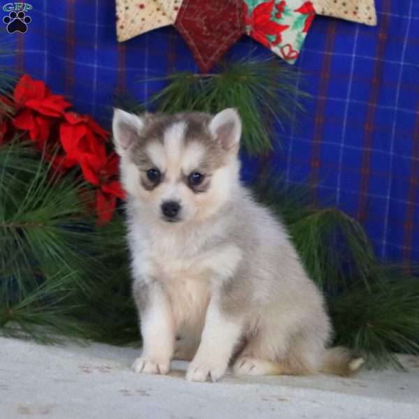 Skye, Pomsky Puppy