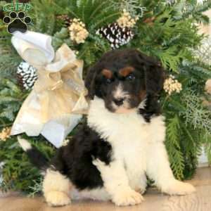 Skye, Bernedoodle Puppy