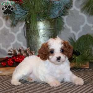 Skye, Cavapoo Puppy