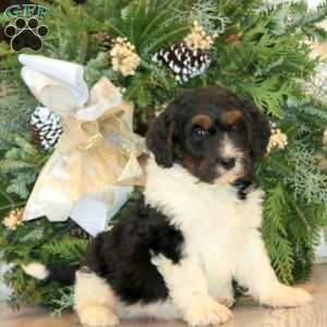 Skye, Bernedoodle Puppy