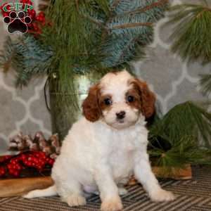 Skye, Cavapoo Puppy