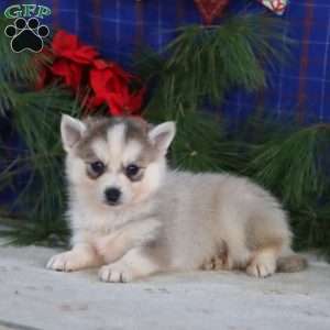 Skye, Pomsky Puppy