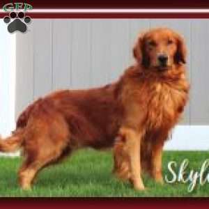 Tulip, Golden Retriever Puppy