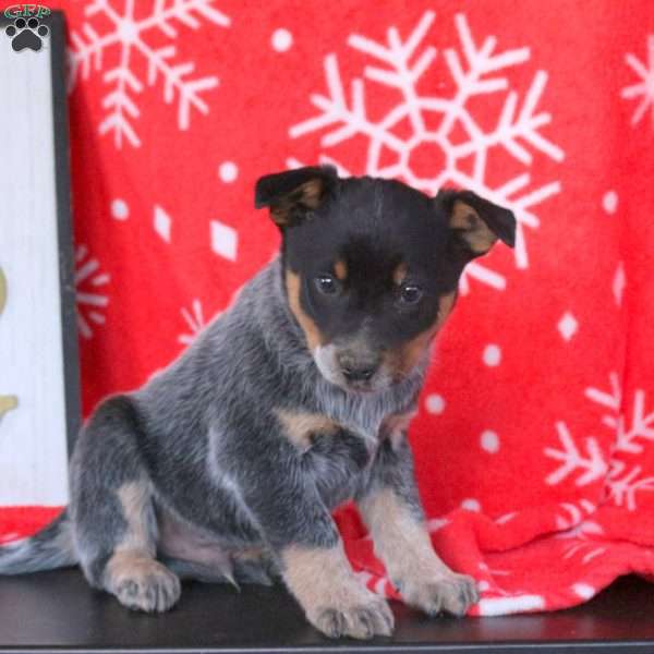 Sleigh Bells, Blue Heeler – Australian Cattle Dog Puppy