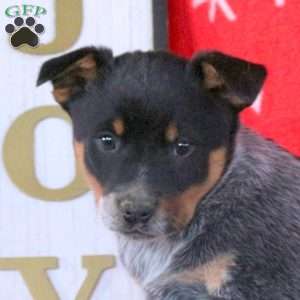 Sleigh Bells, Blue Heeler – Australian Cattle Dog Puppy
