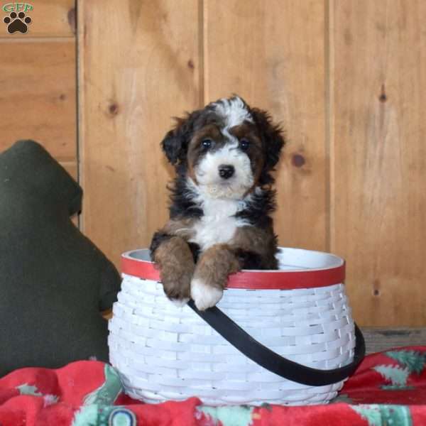 Smokey, Mini Bernedoodle Puppy