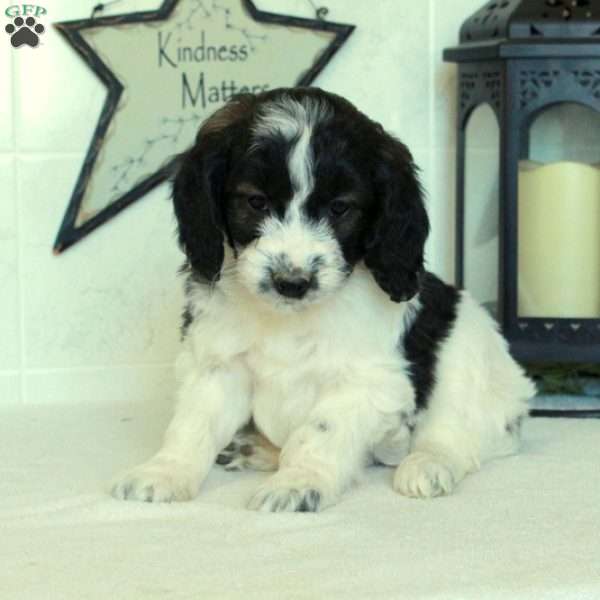 Smokey, Mini Goldendoodle Puppy