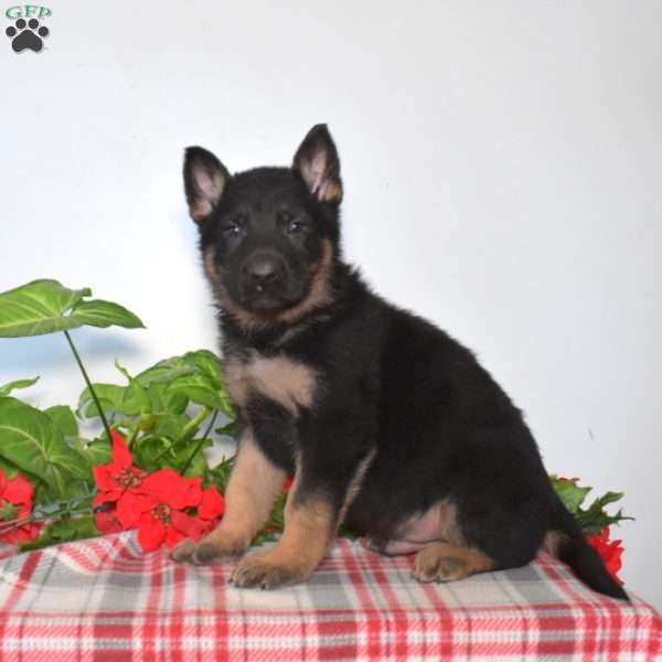 Smokey, German Shepherd Puppy