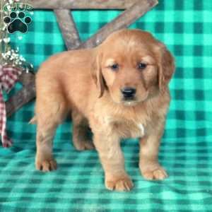 Smokey, Golden Retriever Puppy
