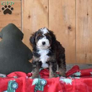 Smokey, Mini Bernedoodle Puppy