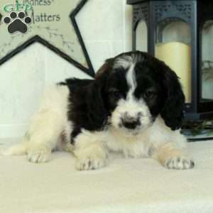 Smokey, Mini Goldendoodle Puppy
