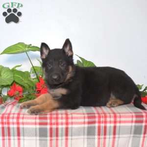 Smokey, German Shepherd Puppy
