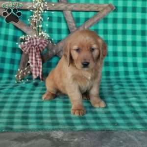 Smokey, Golden Retriever Puppy