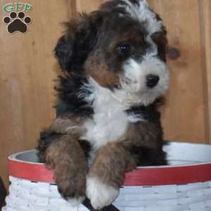 Smokey, Mini Bernedoodle Puppy