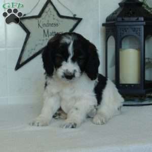 Smokey, Mini Goldendoodle Puppy