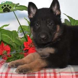 Smokey, German Shepherd Puppy