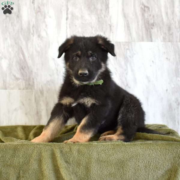 Smokey, German Shepherd Puppy