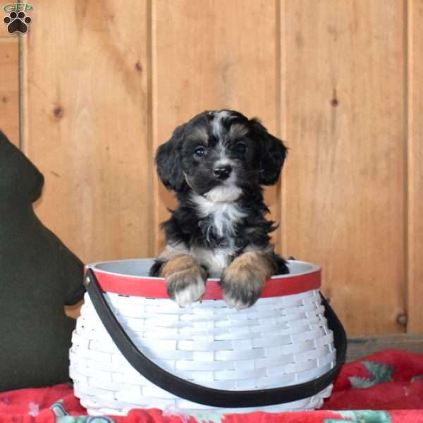 S’mores, Mini Bernedoodle Puppy