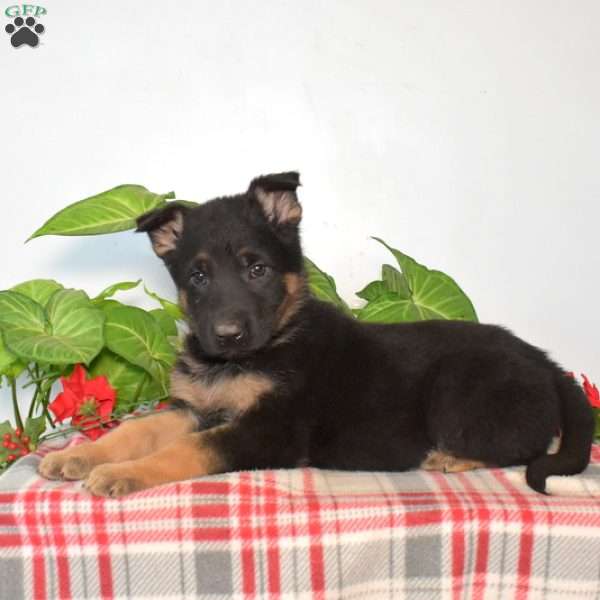 S’mores, German Shepherd Puppy