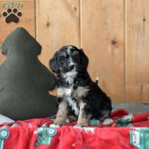 S’mores, Mini Bernedoodle Puppy