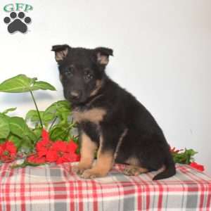 S’mores, German Shepherd Puppy
