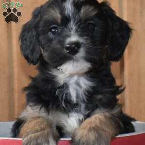 S’mores, Mini Bernedoodle Puppy