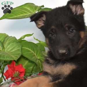 S’mores, German Shepherd Puppy
