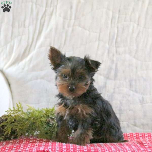 Snickerdoodle, Yorkie Puppy