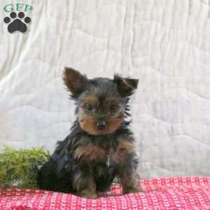 Snickerdoodle, Yorkie Puppy