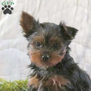 Snickerdoodle, Yorkie Puppy
