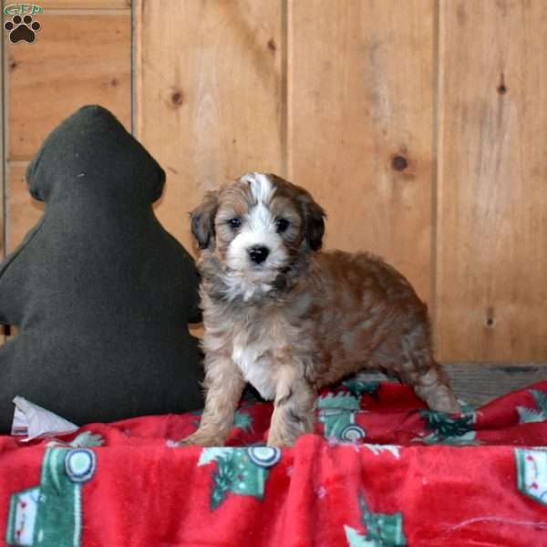 Snickers, Mini Bernedoodle Puppy