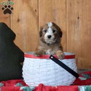Snickers, Mini Bernedoodle Puppy