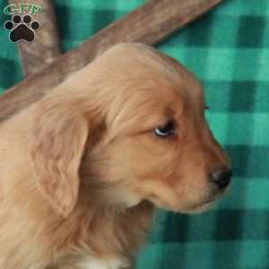 Snickers, Golden Retriever Puppy