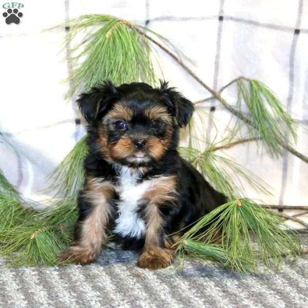 Snickers, Shorkie Puppy