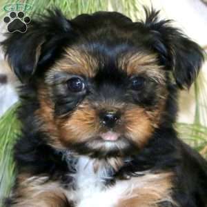 Snickers, Shorkie Puppy