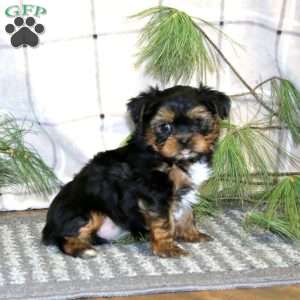 Snickers, Shorkie Puppy