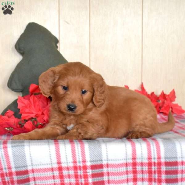 Snoopy, Mini Goldendoodle Puppy