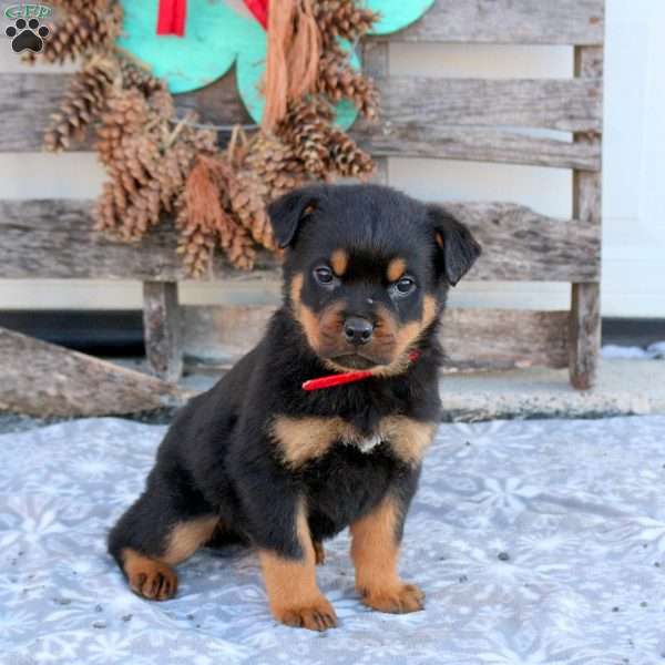 Snoopy, Rottweiler Puppy