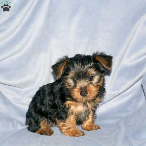 Snoopy, Yorkie Puppy