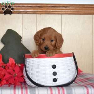 Snoopy, Mini Goldendoodle Puppy